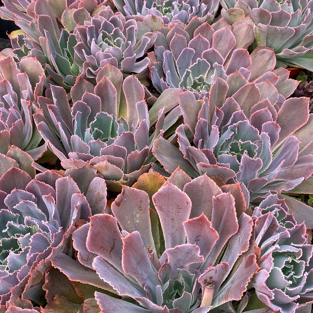 echeveria neon breaker succulent Echeveria “Neon Breaker’
