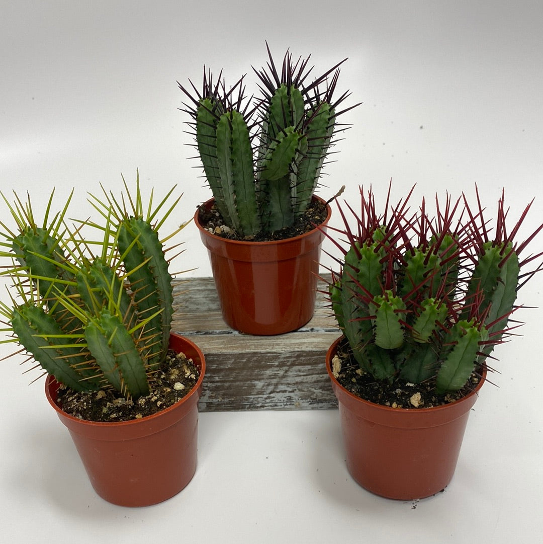 Partly Sunny Projects Crested Euphorbia Ferox