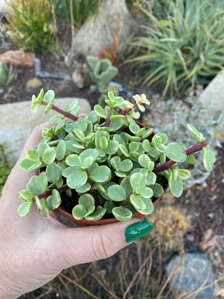 portulacaria afra and crassula ovata Variegated Portulacaria Afra ~ Elephant Bush