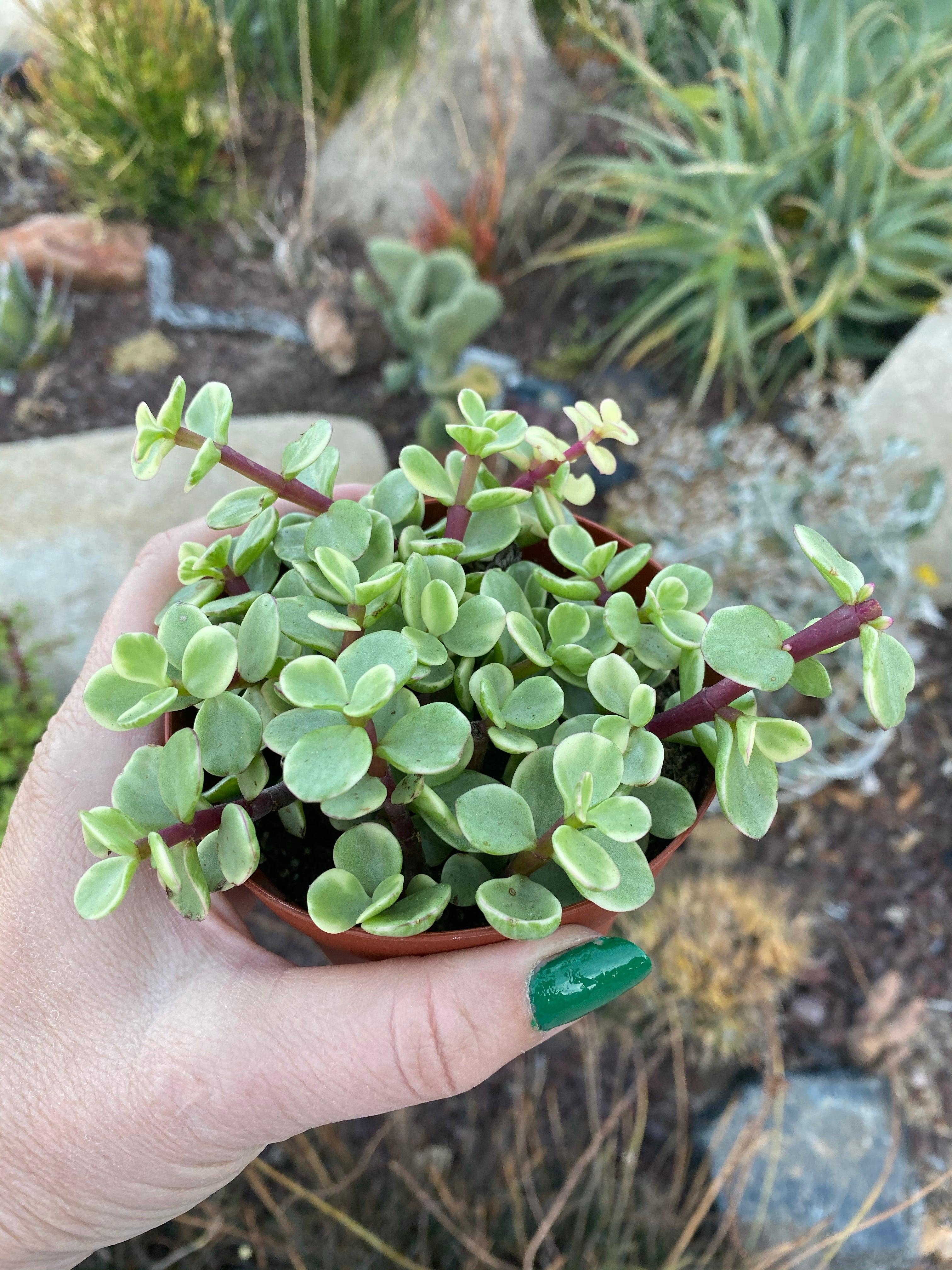 Variegated Portulacaria Afra ~ Elephant Bush | Partly Sunny Projects