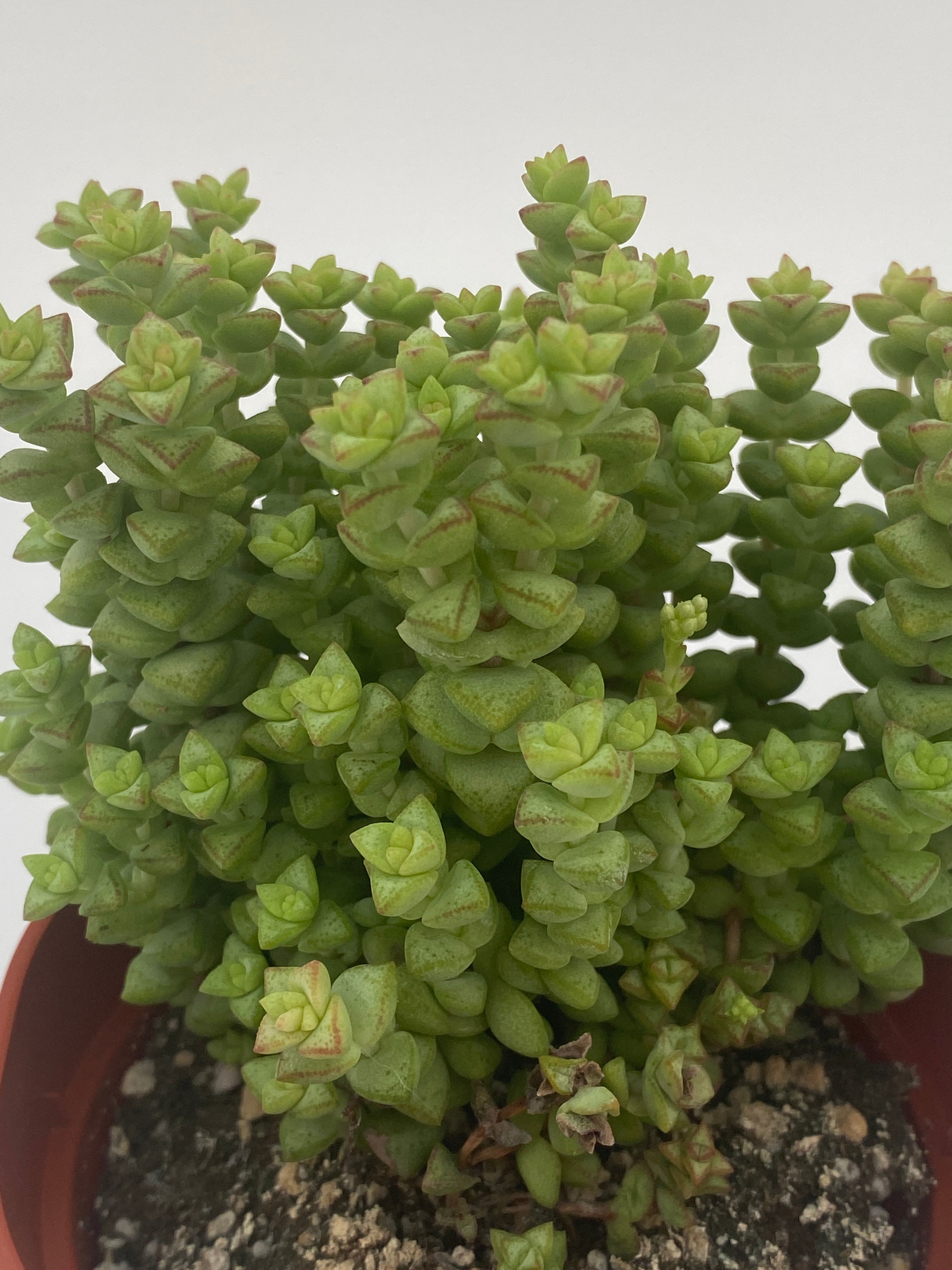 tom's thumb succulent Crassula rupestris ssp. commutata 'Tom Thumb'