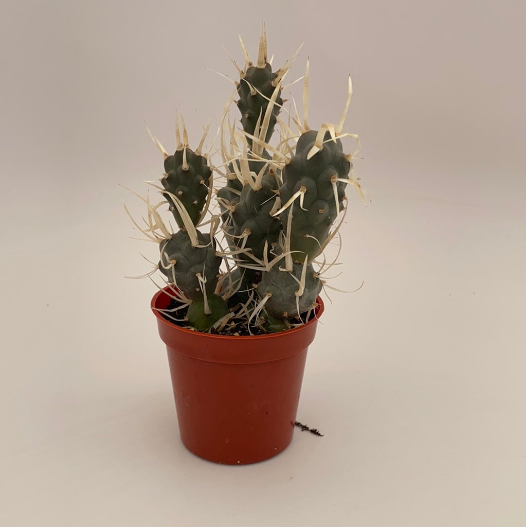 Tephrocactus articulatus papyracanthus ~ Paper Spine Cactus