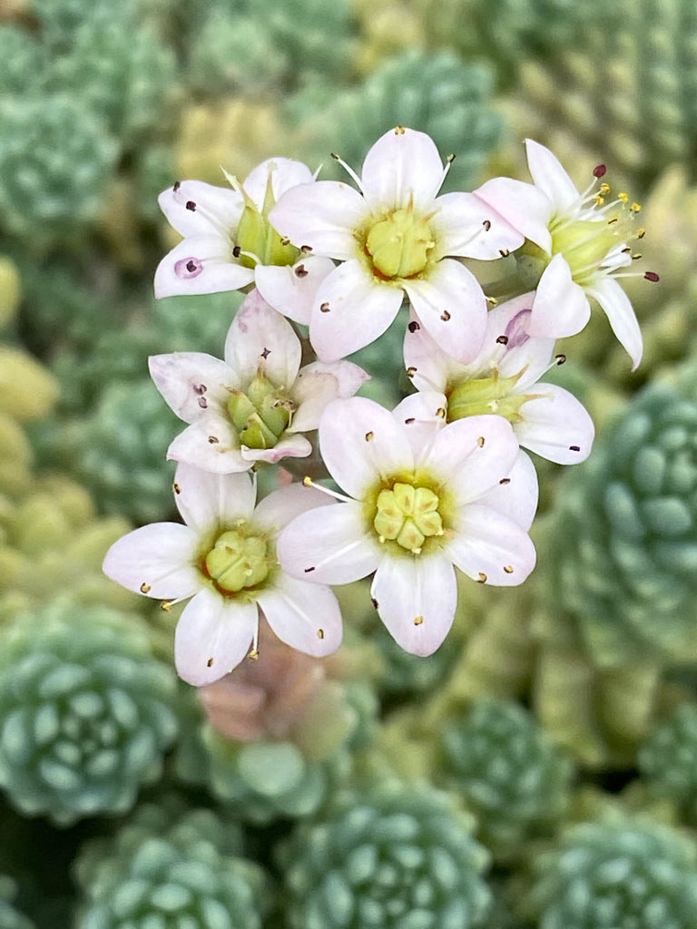 major succulent Sedum Dasyphyllum Major