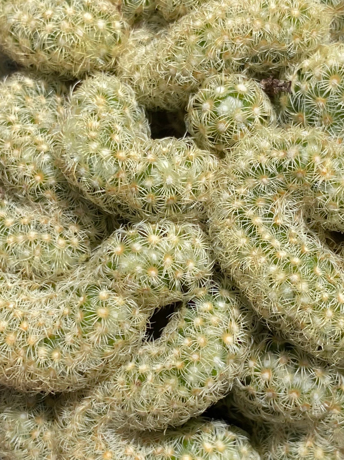 Mammillaria Elongata 'Cristata' ~ Brain cactus is