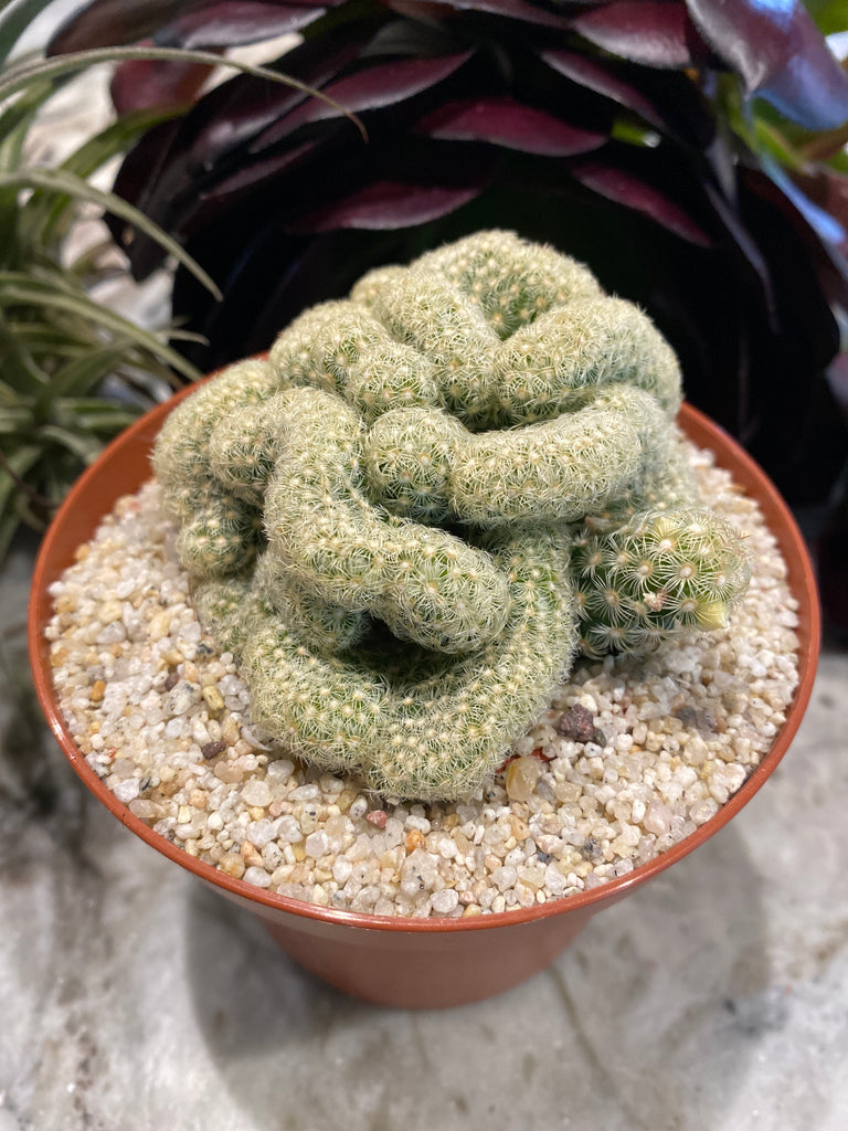 brain plant succulent Mammillaria Elongata 'Cristata' ~ Brain cactus is