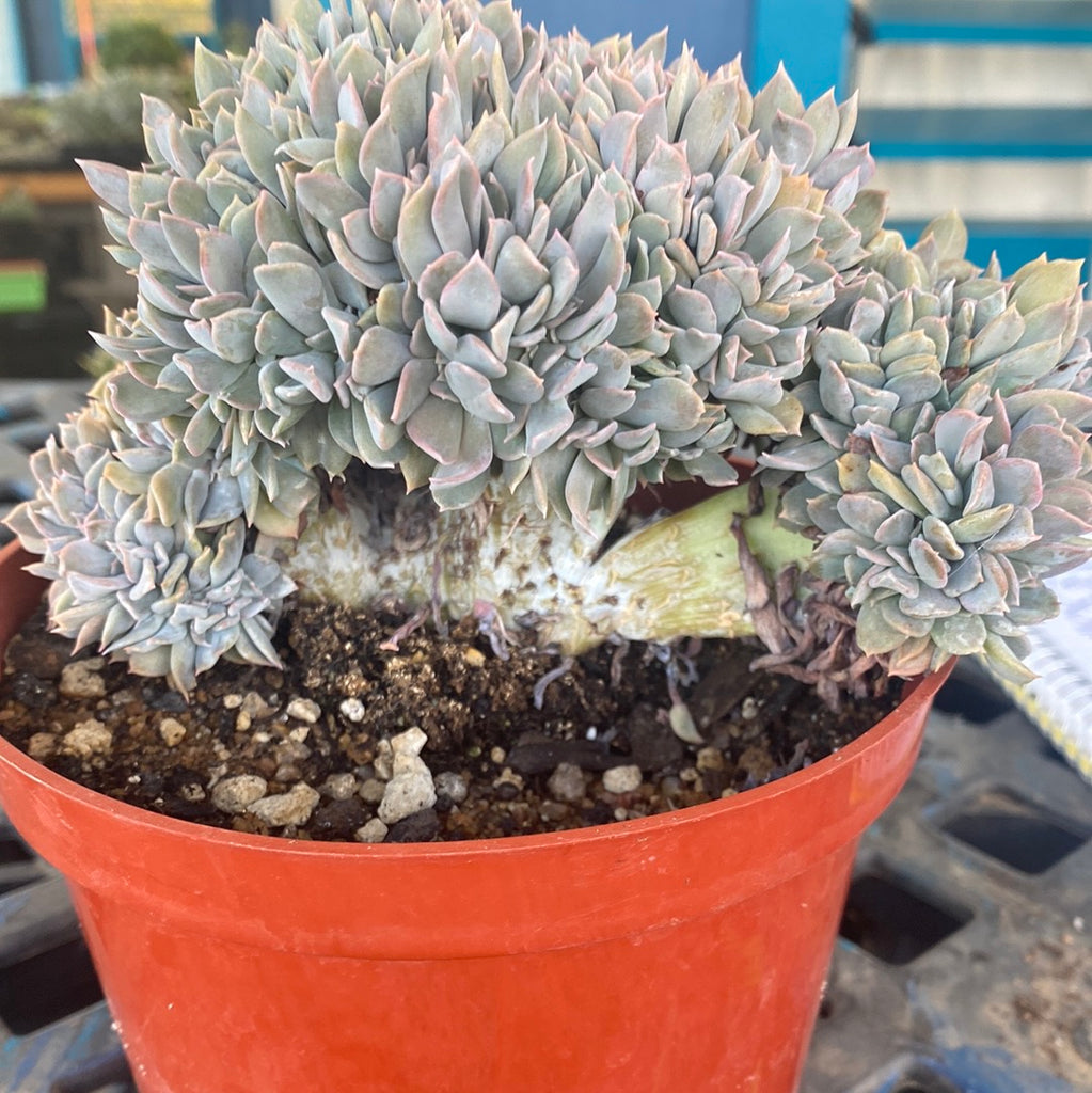 Crested cubic frost