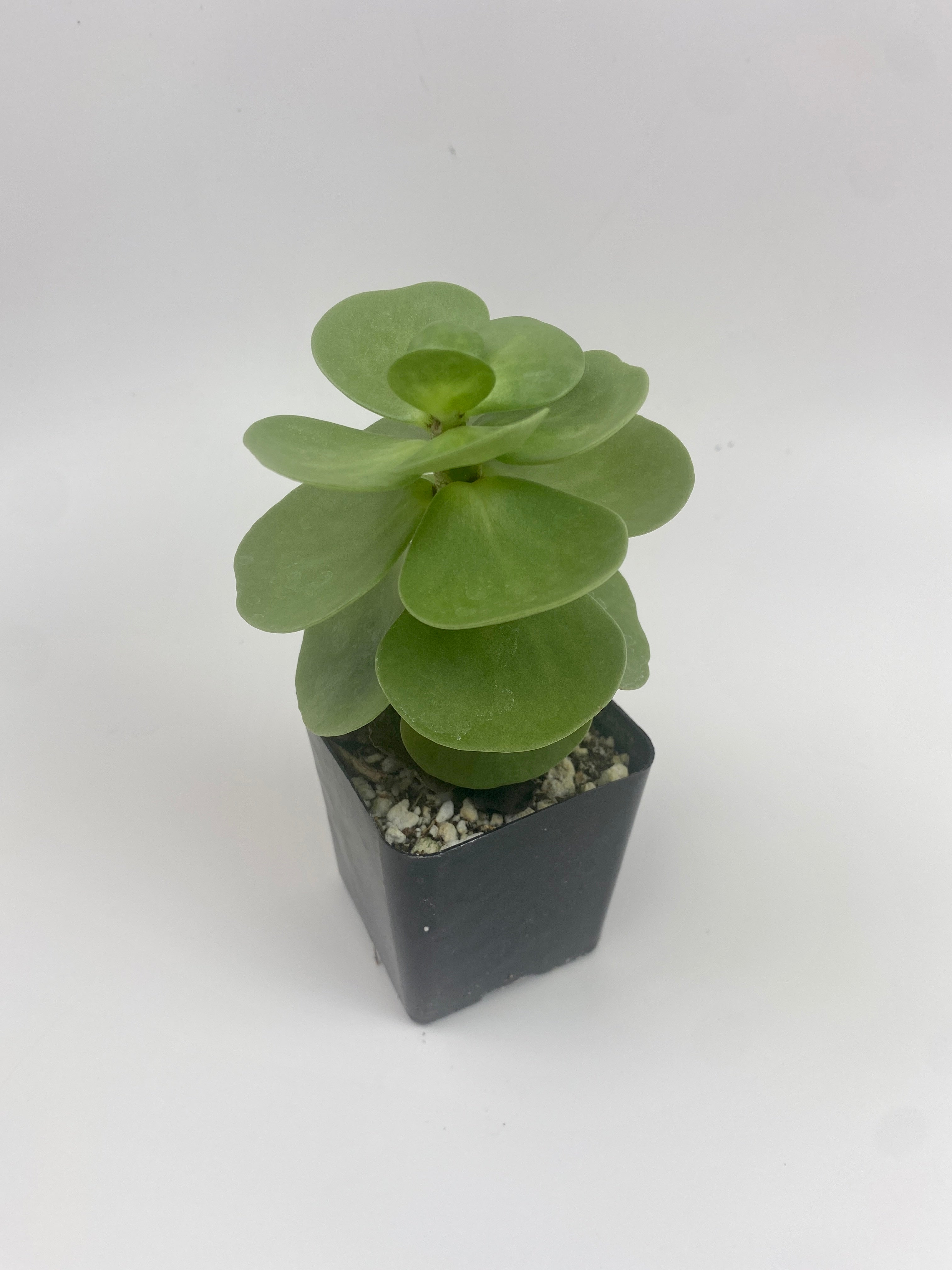 portulaca indoor plant Portulaca Molokiniensis 'Ihi