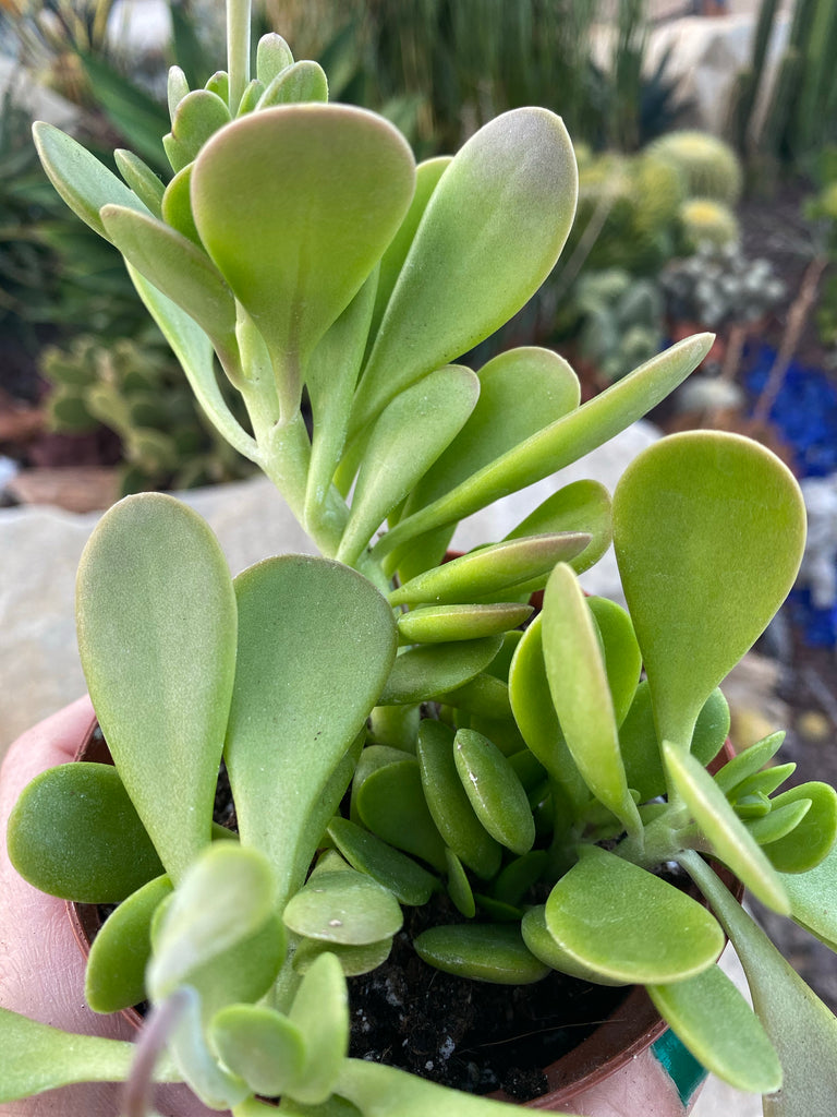 weeping jade plant Senecio jacobsenii
