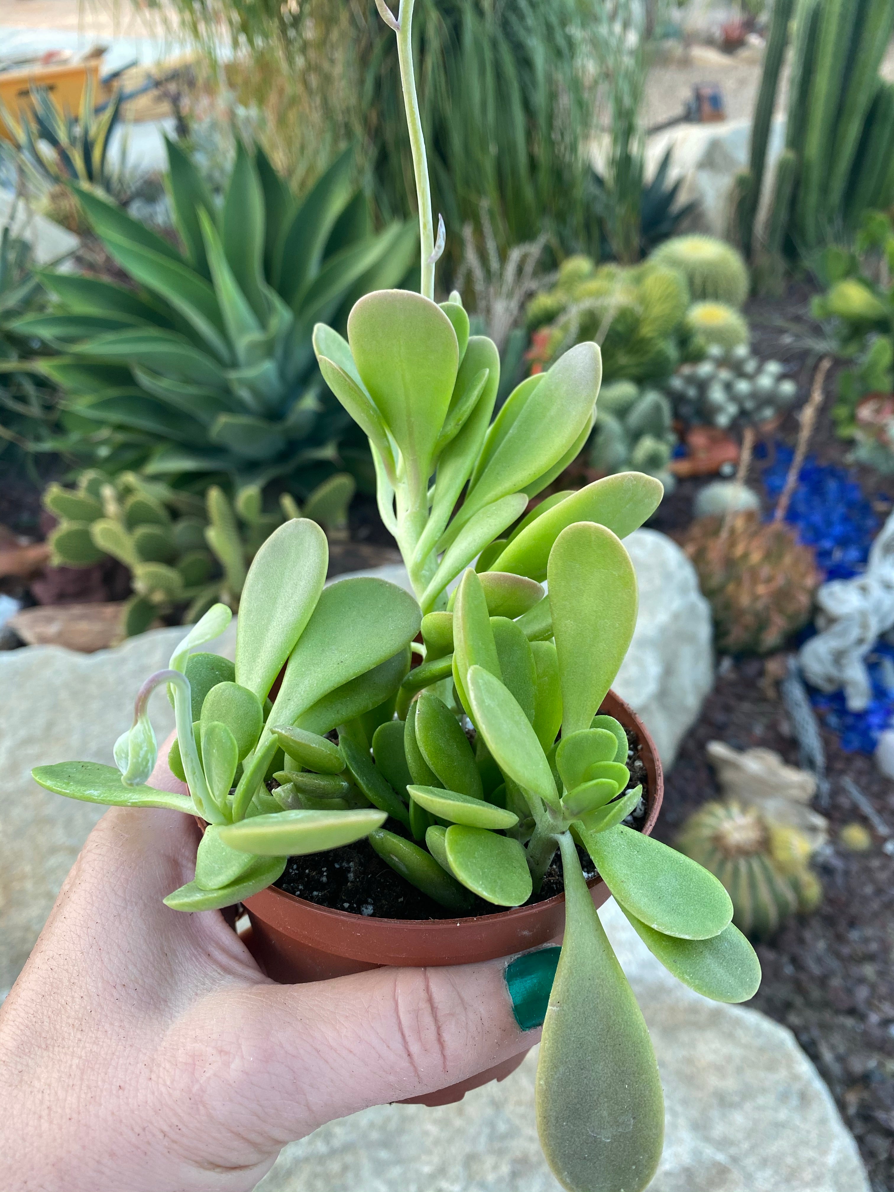 jacobsenii succulent Senecio jacobsenii - Trailing Jade, Weeping Jade