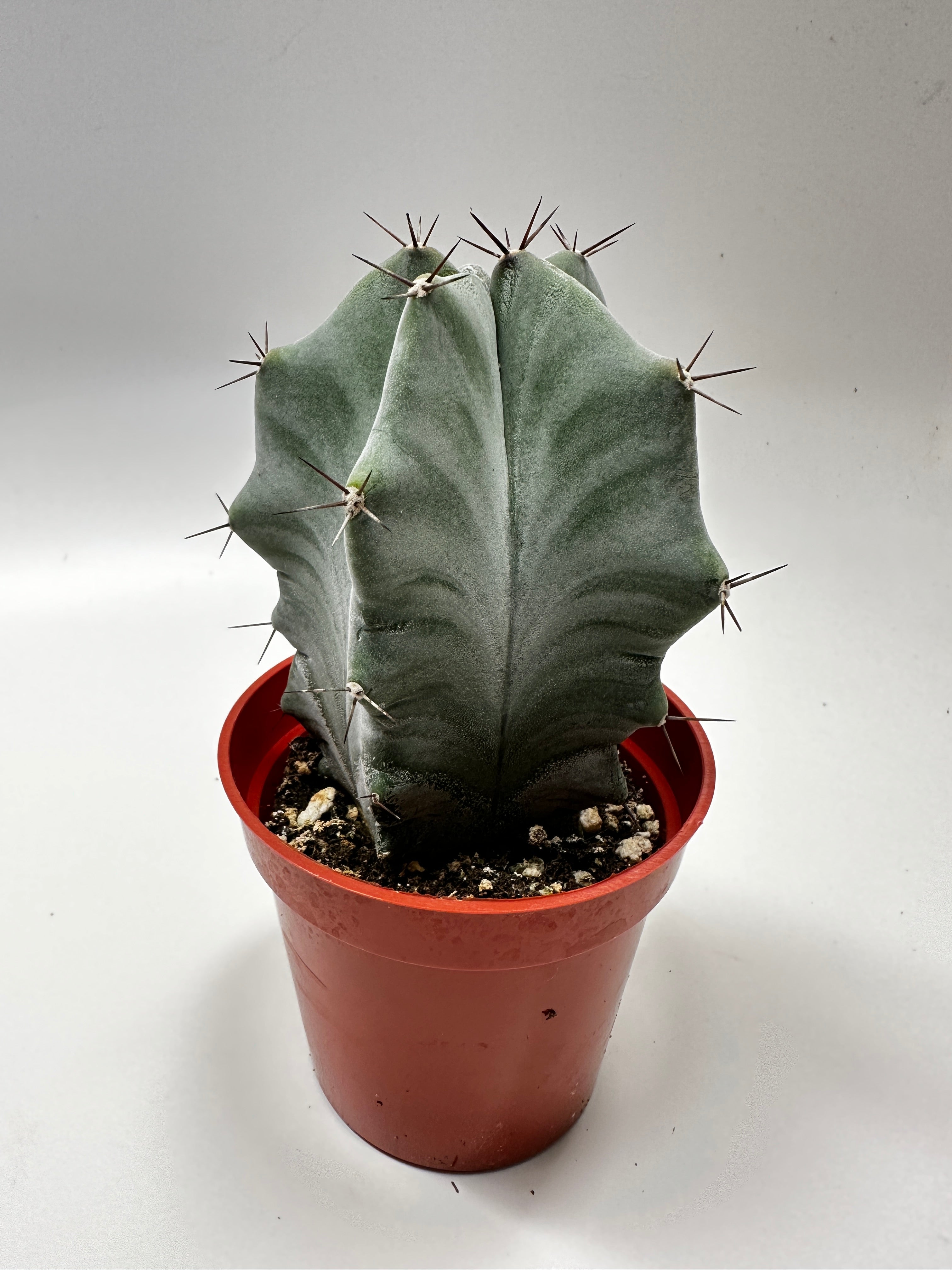 Stenocereus pruinosus ~ Gray Ghost Organ Pipe