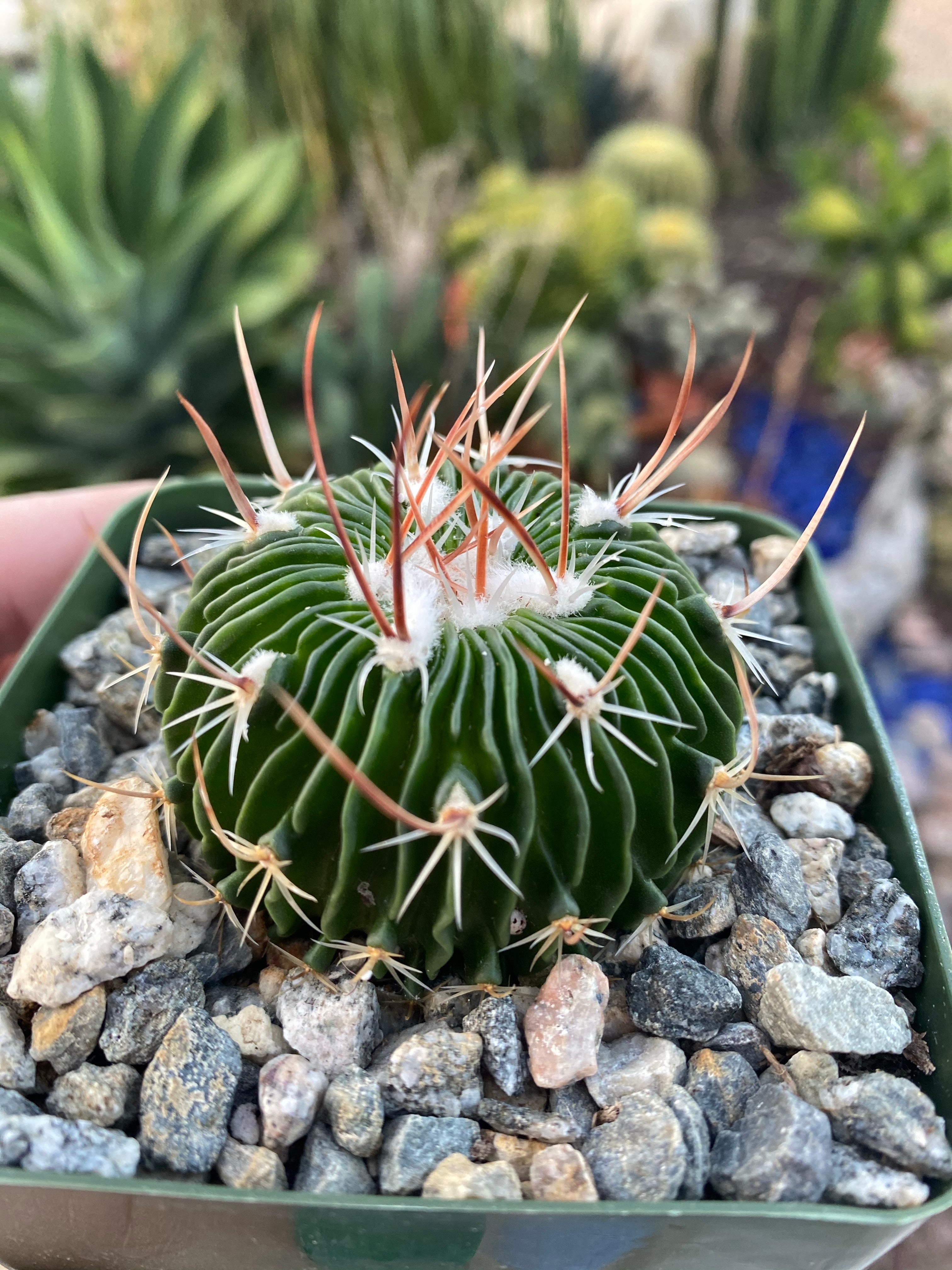Stenocactus Multicostatus ~ Brain cactus