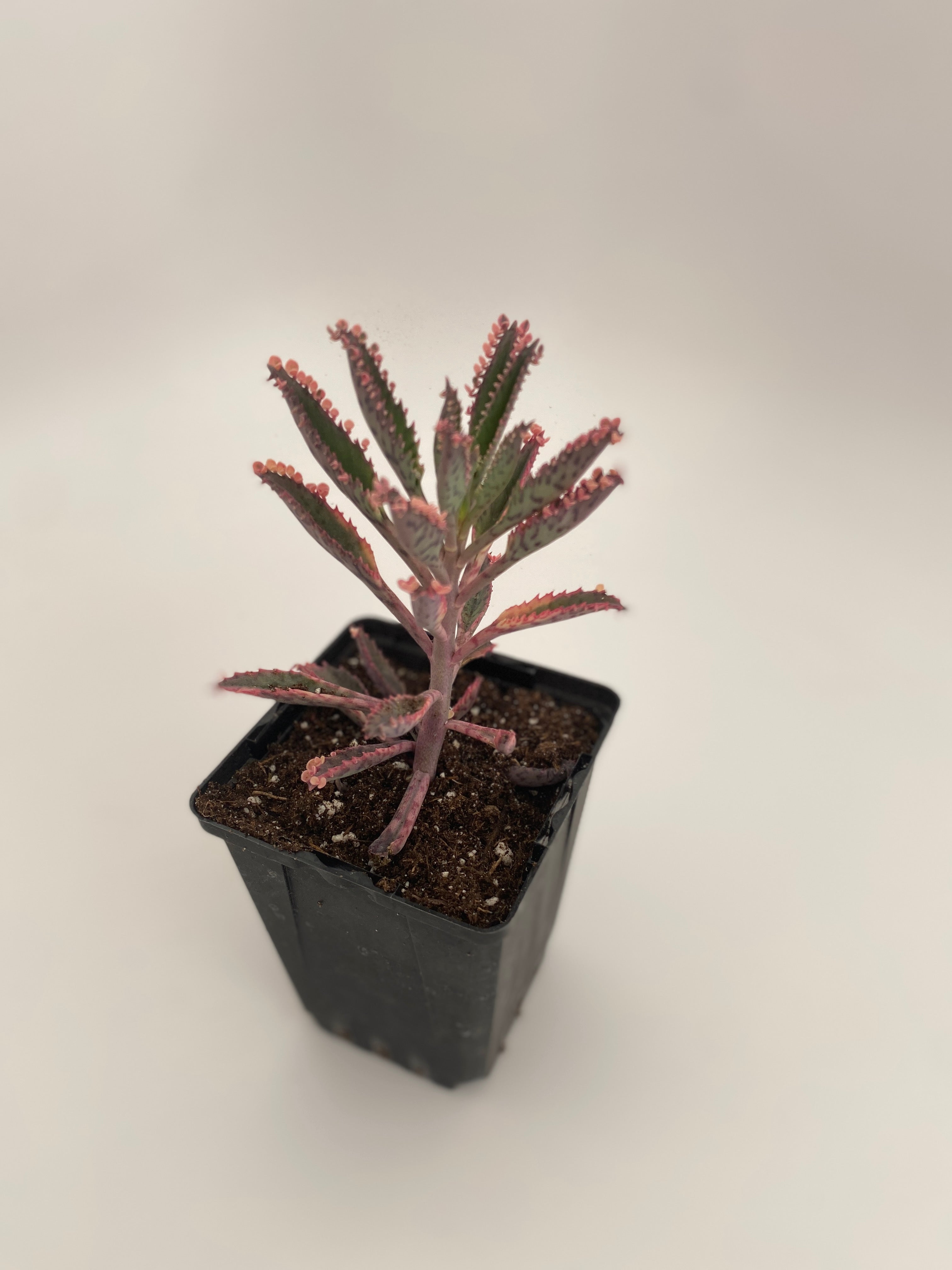 kalanchoe pink butterflies succulent Kalanchoe 'Pink Butterflies'