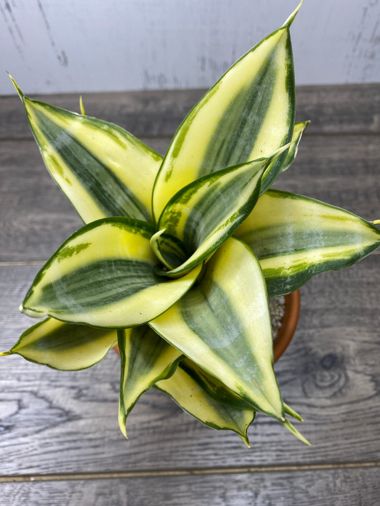 sansevieria golden hahnii care Sansevieria Golden Hahnii