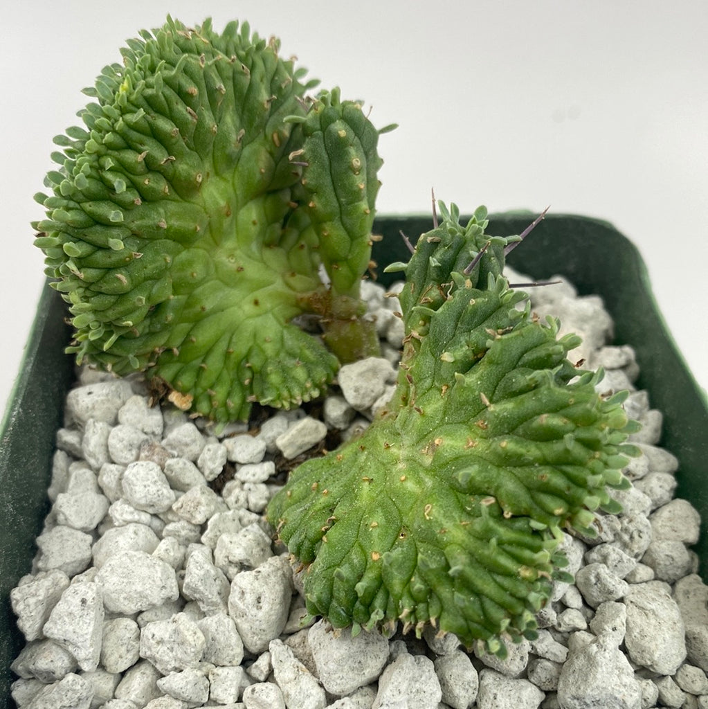 Euphorbia Ferox Crested