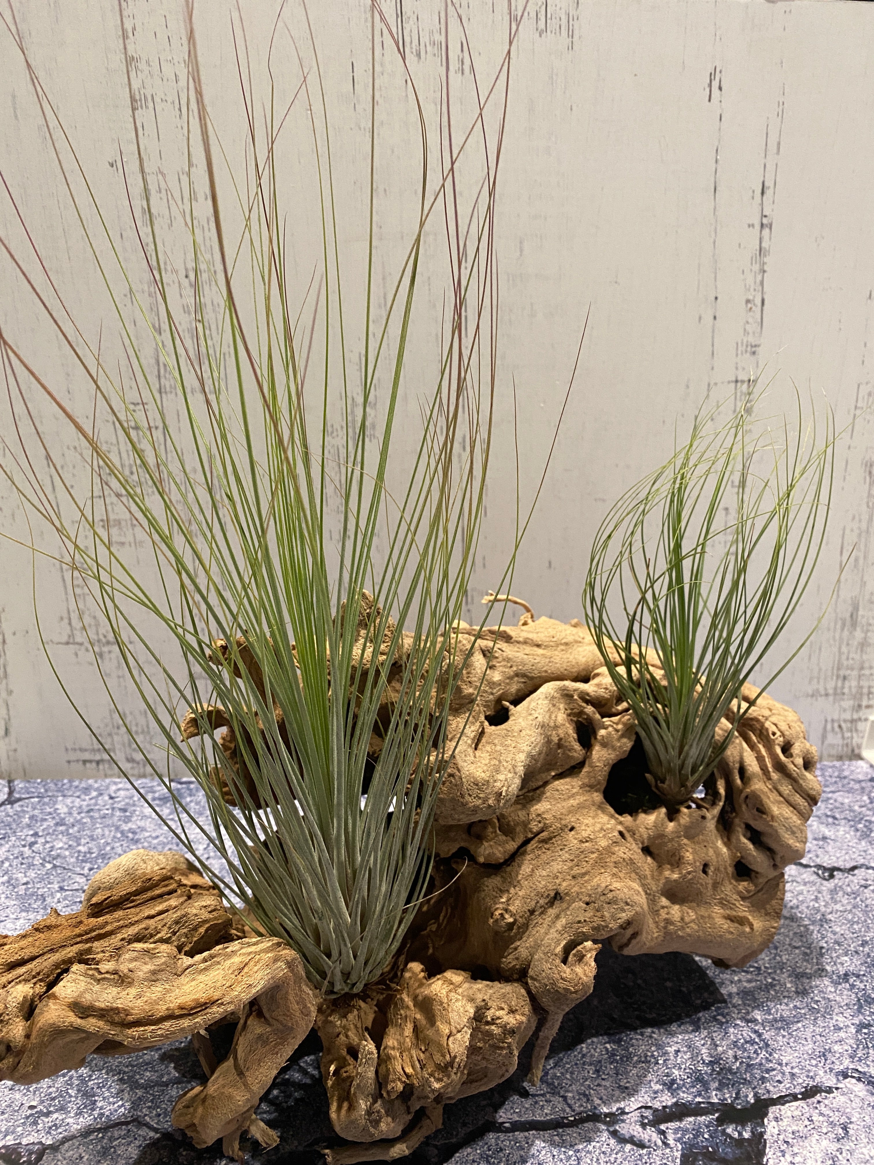 Tillandsia Juncea | Partly Sunny Projects