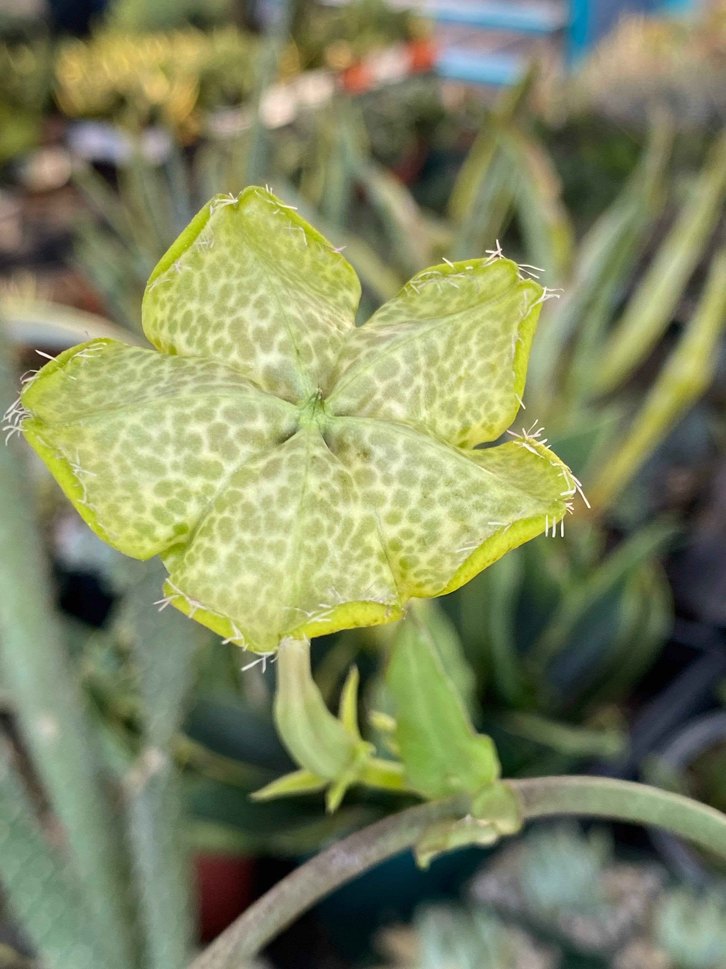 Ceropegia sandersonii/ parachute plant