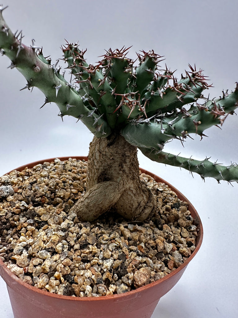Euphorbia squarosa