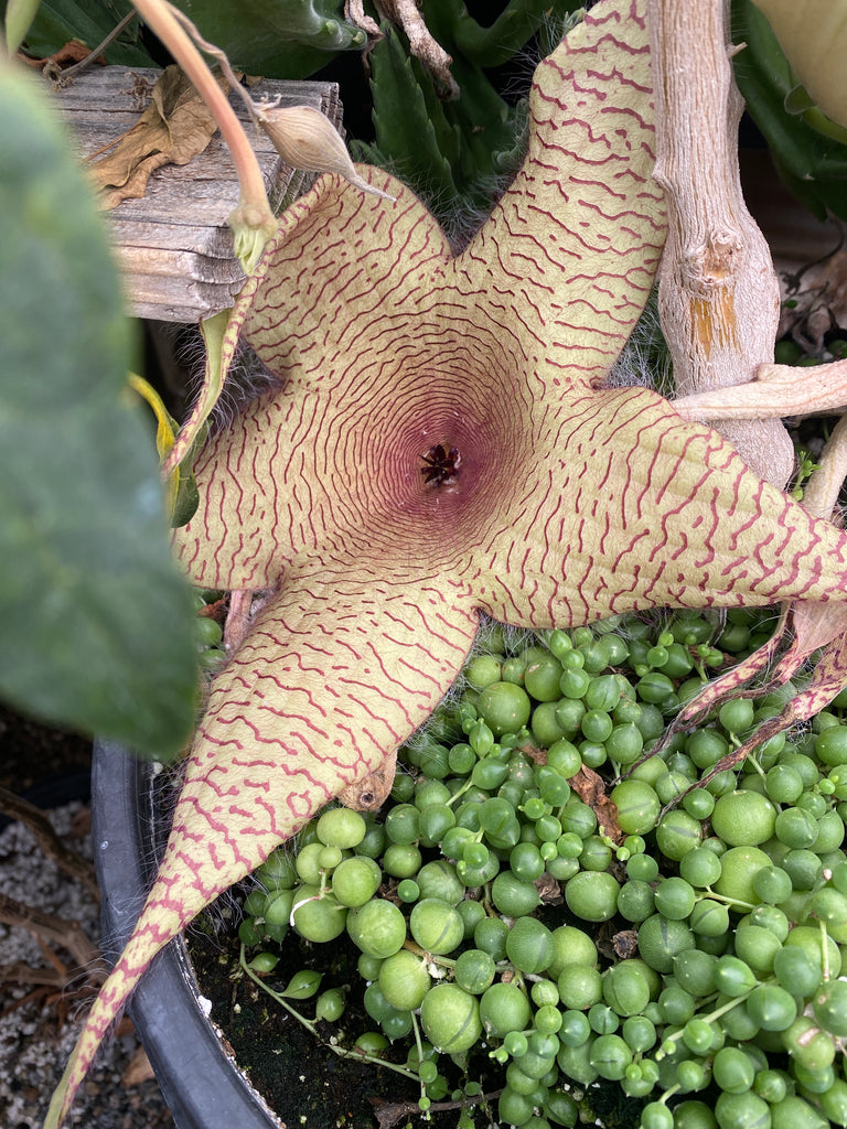 starfish cactus succulent Stapelia grandiflora