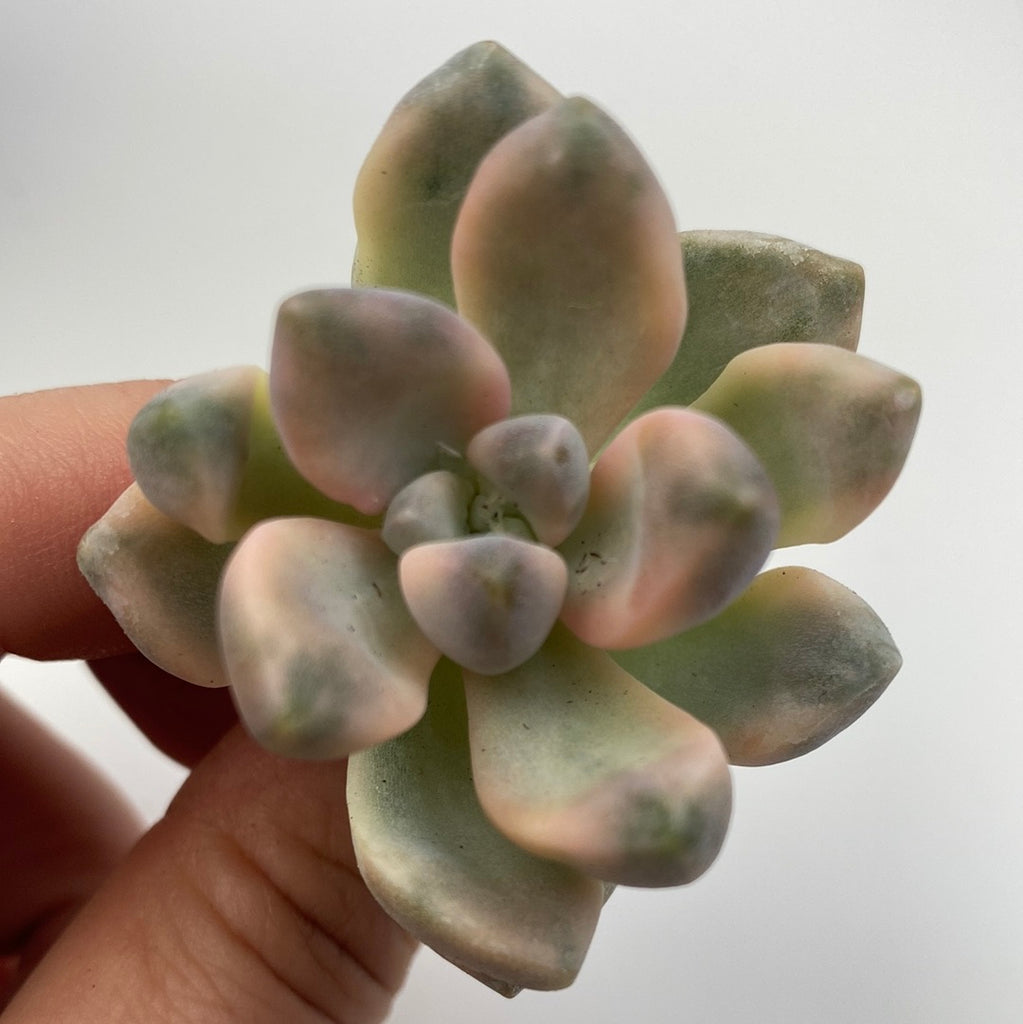 titubans variegated succulent Graptopetalum Titubans variegated